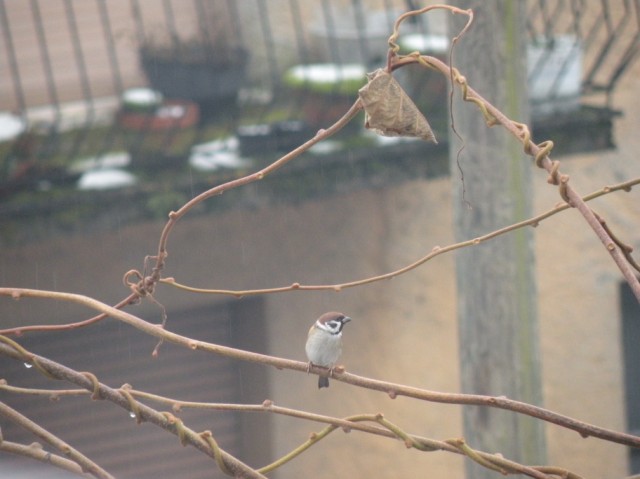 dalla finestra di casa...